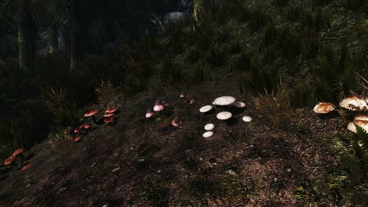 Les bons champignons